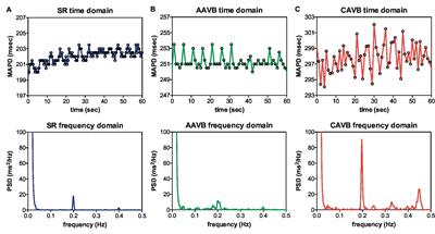 Pro-Arrhythmic Ventricular Remodeling Is Associated With Increased Respiratory and Low-Frequency Oscillations of Monophasic Action Potential Duration in the Chronic Atrioventricular Block Dog Model